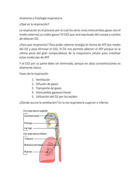 Anatom A Y Fisiolog A Respiratoria Viangely Santana Questel Udocz