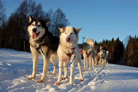 Ryuttyu, Russia 2023: Best Places to Visit - Tripadvisor