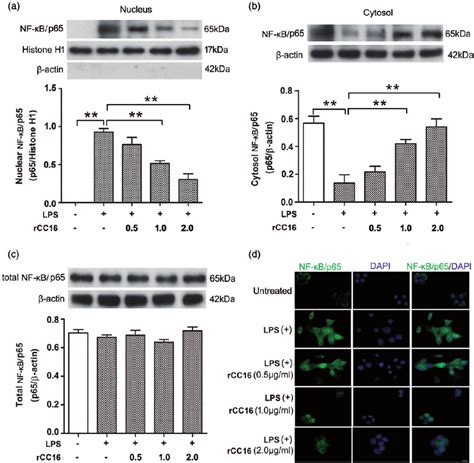 Rcc Prevents Lps Induced Nf K B Nuclear Translocation In Rte Cells