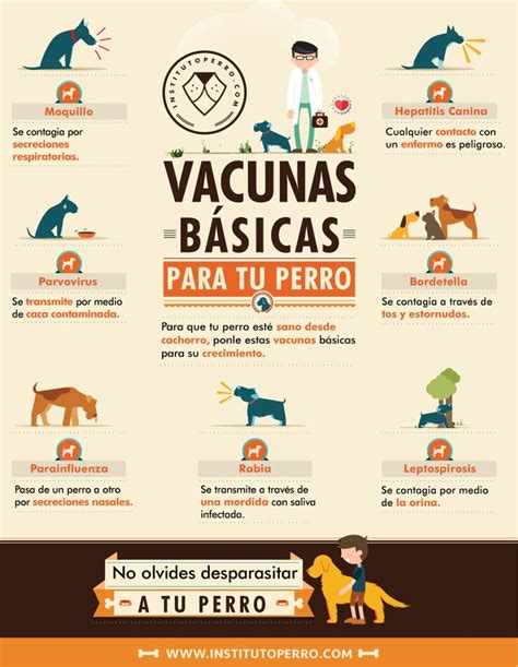 Vacunas Básicas Para Perros Como Tener A Tus Mascotas Perros Y Gatos