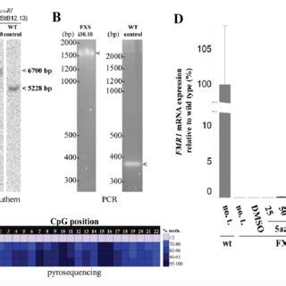 Compound Inducing Fragile X Mental Retardation Protein FMRP