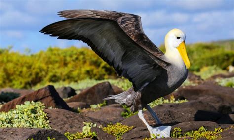 10 Incredible Albatross Facts W3schools W3schools