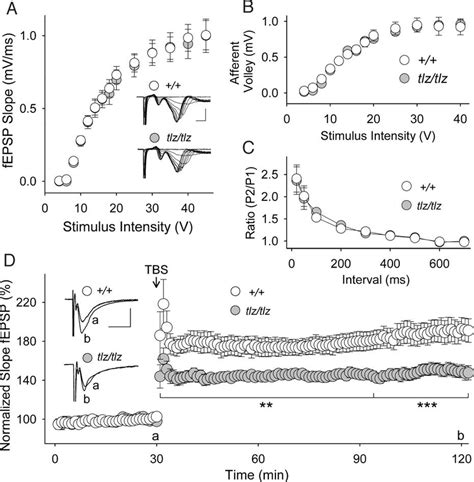 Neto1 Loss Of Function Decreases Tbltp In Ca1 Hippocampus A Fepsp