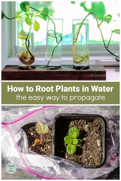 How To Easily Root Plants In Water With Simple Cuttings