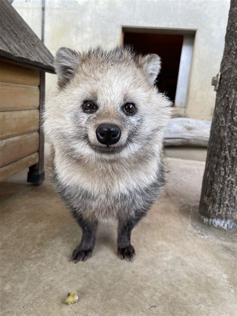 市川市動植物園（公式） On Twitter タヌキのムク♂ 今日で10歳を迎えました！ 変わらず元気に過ごしております これからも