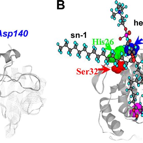 Ribbon Diagram Of Peroxiredoxin Prdx Crystal Structure