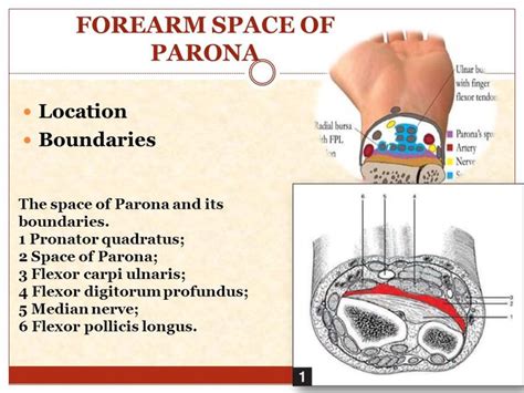 Median nerve, Arteries, Medicine