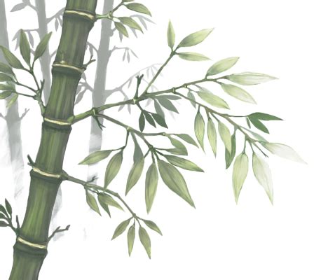bamboo forest xblog bamboo  png clipart
