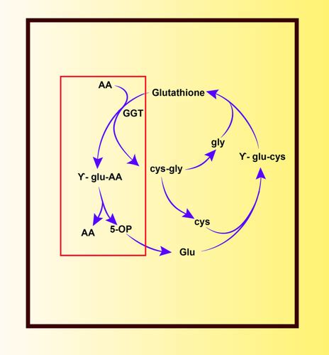 The glutathione cycle Glutathione metabolism beyond the γglutamyl