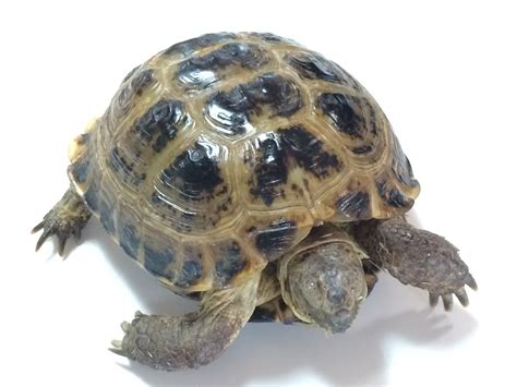 Adult Russian Tortoise For Sale With Live Arrival Guarantee