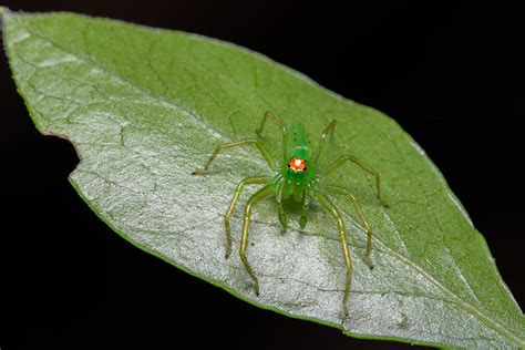 Lyssomanes Viridis Magnolia Green Jumping Spider Flickr