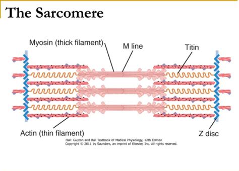 Labeled Sarcomere Diagram Sarcomere Labeled