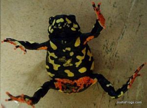 Bumble Bee Toad Care And Breeding Josh S Frogs How To Guides Pet