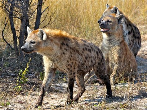 Hyenas Probably Have More Friends Than You: Spotted hyena social ...