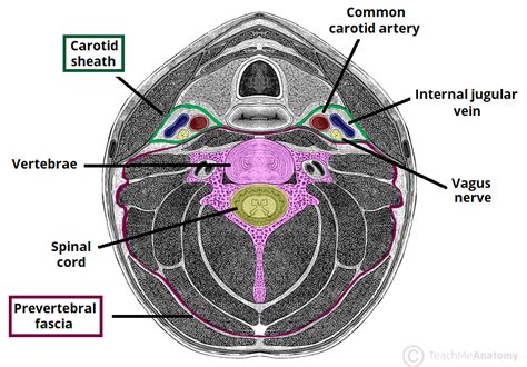 Fascial Layers - Deep - Superficial - TeachMeAnatomy