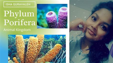 Phylum Porifera Animal Kingdom Biology Phylumporiferaanimalkingdom