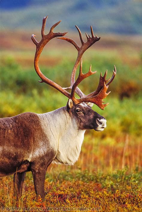 Caribou photos from Alaska and natural history information