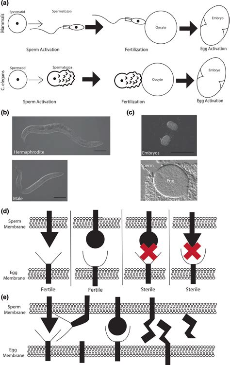 Fertilization Is A Largely Conserved Process With Complex Molecular