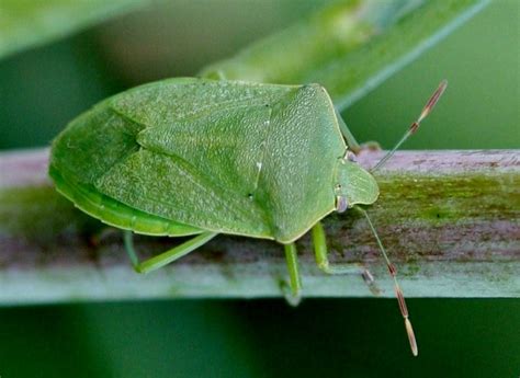 Southern Green Stink Bug Nezara Viridula Entomology Today