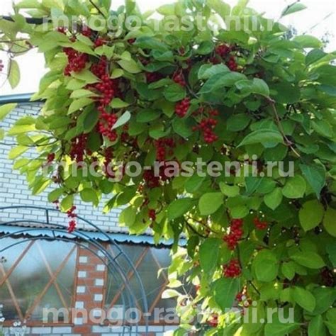 Саженцы Лимонник китайский Волгарь купить по цене 2200 руб. в Москве с ...