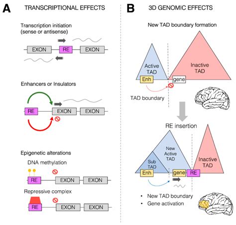 Retrotransposons And Their Impact On Mammalian Genome Evolution