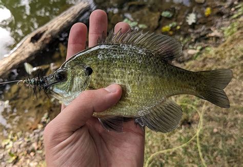 The Best Flies For Panfish Sure Fire Options Usangler