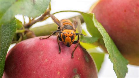 Officials Find First Murder Hornet Nest In The Us