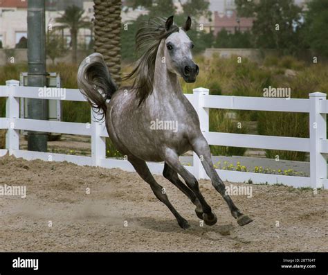 Arabian horse galloping sand hi-res stock photography and images - Alamy