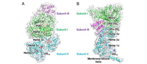 3d Structures Of Adh A Pdb 8gy2 And Aldh B Pdb 8gy3 Analyzed By Download Scientific