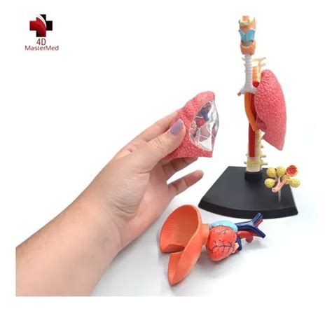 Sistema Respiratorio pulmón Humano Modelo Anatómico Estudio en venta en