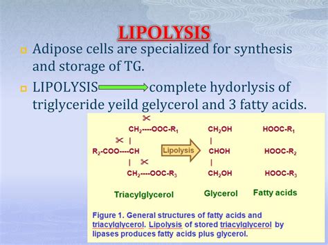 Ppt Fatty Acid Synthesis Lipogenesis Lipolysis Powerpoint