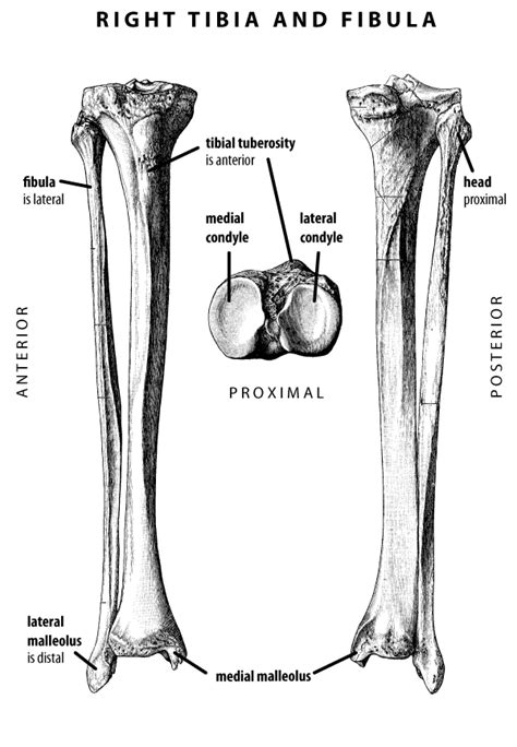 Tibia And Fibula Anatomy For Artists Geometric Art Anatomy