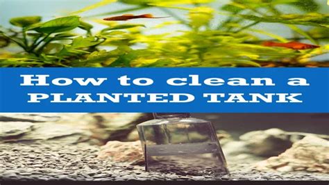 How To Clean Aquarium With Plants Tips And Tricks For A Healthy And