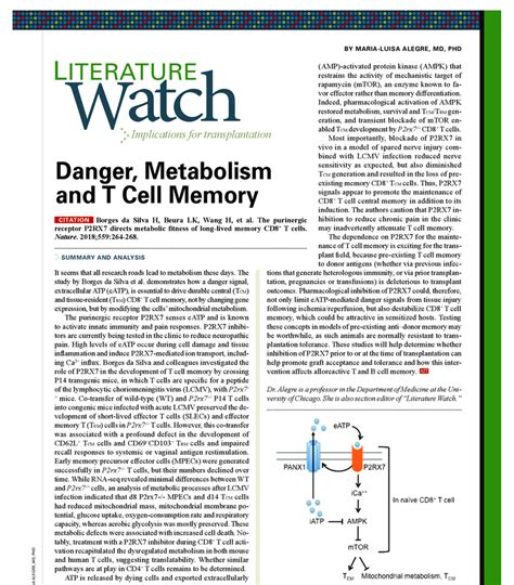 Model For P Rx Promotion And Maintenance Of Cd T Cell Central