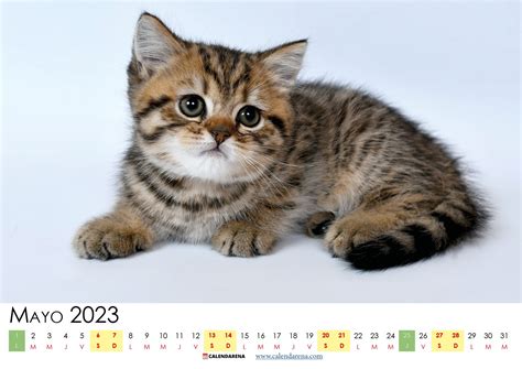 Descargar Calendario Mayo 2023 Argentina Para Imprimir