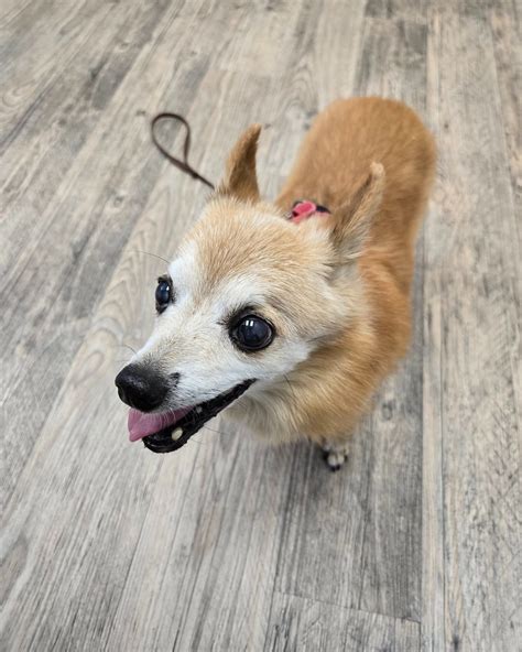 IT'S 5-DOLLAR FRIDAY AND WE REALLY... - Milwaukee Pets Alive | Facebook