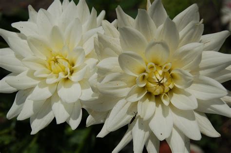 Dahlia Nu Oppotten Of Niet