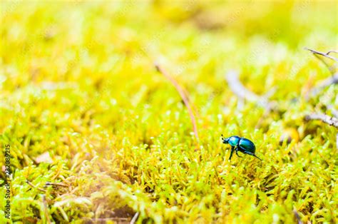 Vibrant Shiny Geotrupidae Earth Boring Dung Beetle Walking On Moss