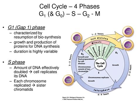 Phase Diagram Cell Growth In Media Mitosis Cell Cells Divisi