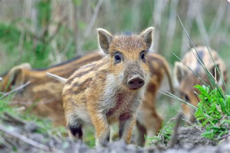 Wildschwein Alle Infos Im Steckbrief