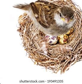 3,440 House sparrow nest Images, Stock Photos & Vectors | Shutterstock