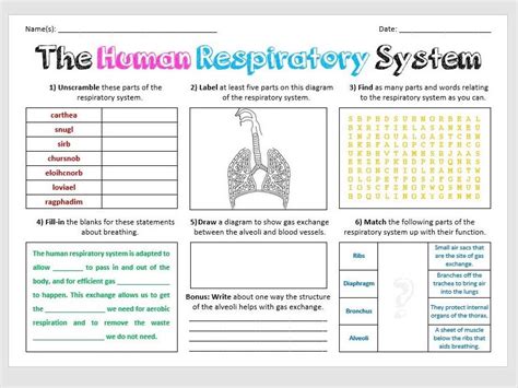 Respiratory System Activity Sheets