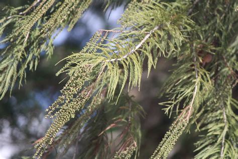 Ahuehuete Plantas Del Municipio De Coixtlahuaca INaturalist