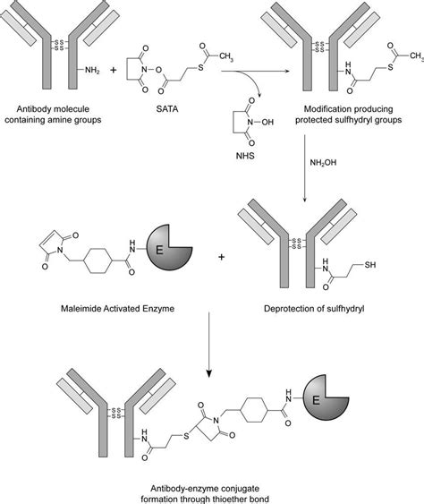 Protein Protein Conjugation Techniques And Methods Scigine