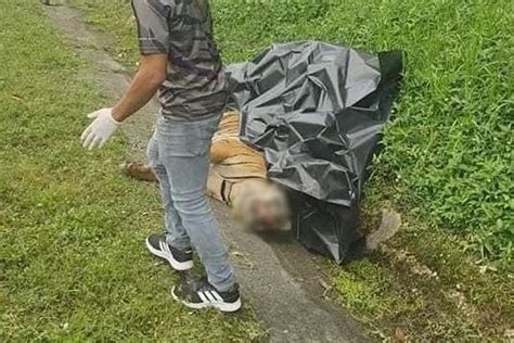 Seekor Harimau Malaya Mati Tertabrak Mobil Di Jalan Tol