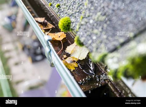 Rainwater Gutter Cleaning Concept Lot Of Autumn Leaves In Metal Gutter