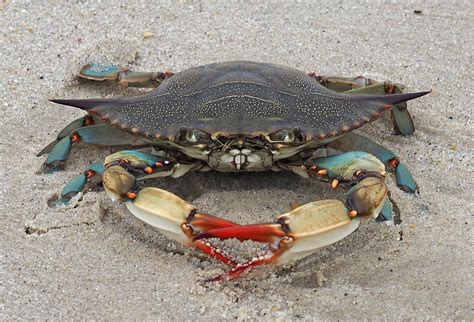 Maryland Biodiversity Project Atlantic Blue Crab Callinectes Sapidus