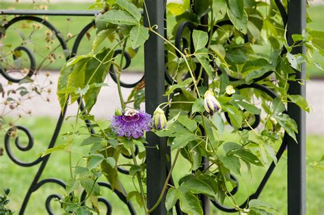 19 Best Climbing Perennial Vines For Arbors Trellises And More