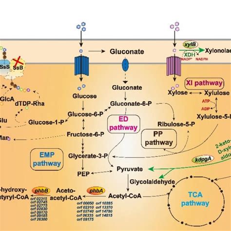 Overview Of Vital Carbon Metabolism Pathways Glucose Metabolism Download Scientific Diagram