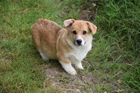 Chiot Elevage De Paline Eleveur De Chiens Welsh Corgi Pembroke